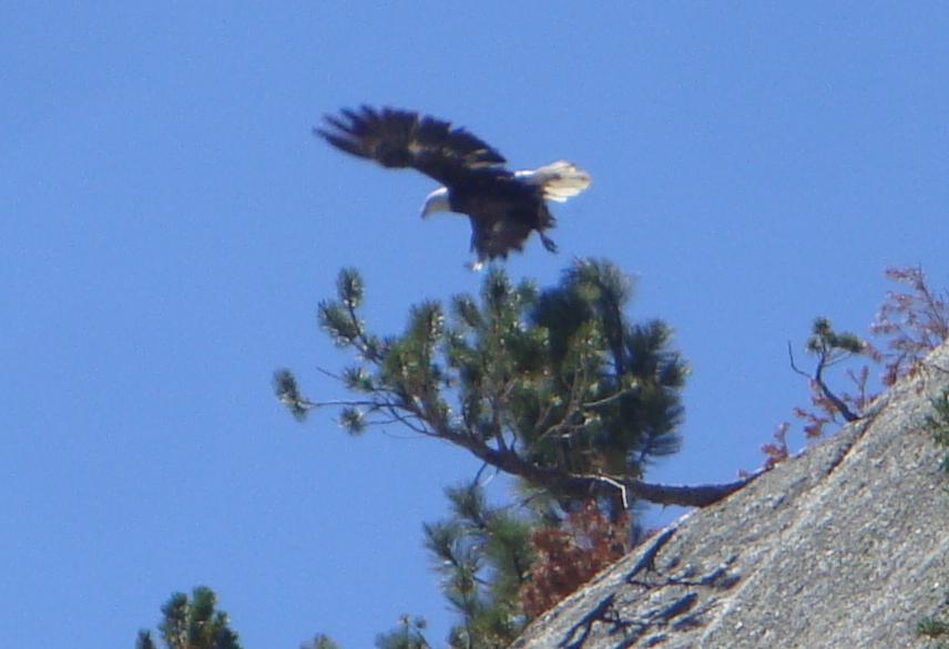 Bald eagle at Sotcher