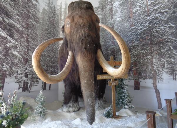 Wooly Mammoth